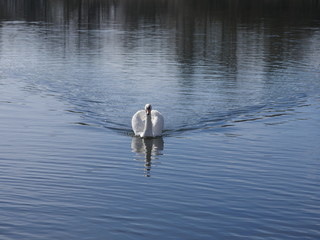 swimming swan