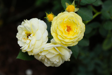 Wild yellow rose flowers