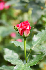 Obraz premium Red rose flower