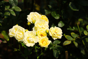 Wild yellow rose flowers