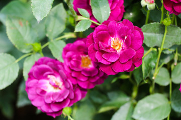 Wild purple rose flowers