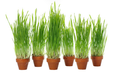 dewy  grass in clay pot