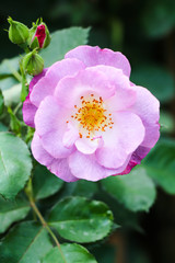 Wild purple rose flower