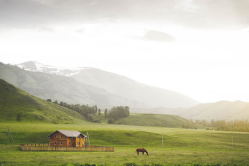 Horse in mountain in village. at home