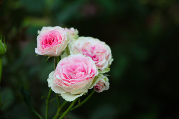 Wild pink rose flowers