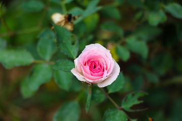 Wild pink rose flower