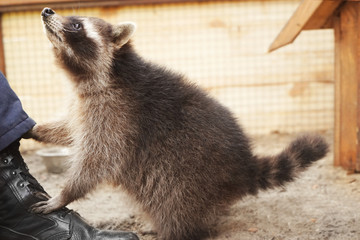 Cute funny raccoon in petting zoo