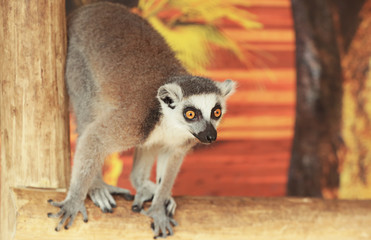 Obraz premium Cute funny ring-tailed lemur in zoological garden