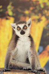 Cute funny ring-tailed lemur in zoological garden