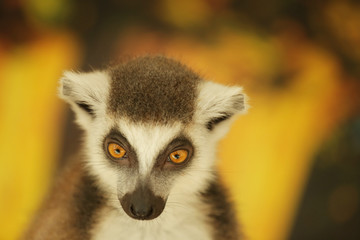 Obraz premium Cute funny ring-tailed lemur on blurred background, closeup