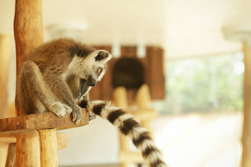 Cute funny ring-tailed lemur in zoological garden