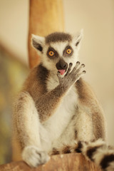 Obraz premium Cute funny ring-tailed lemur in zoological garden