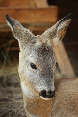 Naklejka na ściany i meble Cute funny deer in zoological garden, closeup