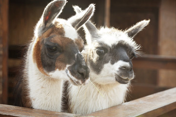 Cute funny lamas in zoological garden, closeup