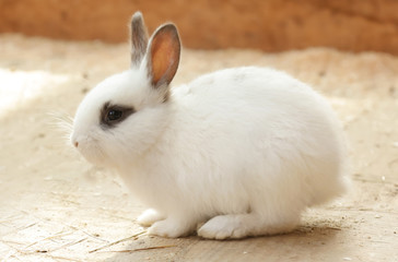 Cute funny rabbit in zoological garden
