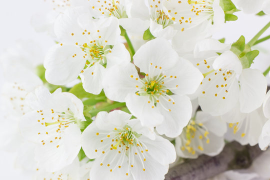Close-up di fiori bianchi di prugno