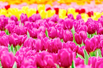 Obraz premium Tulips garden