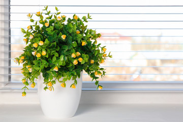 Beautiful home plant on windowsill