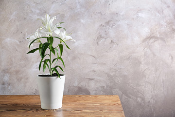 Beautiful white lilies in pot on table