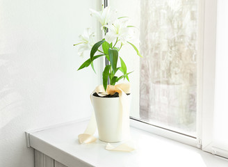 Beautiful white lilies in pot on windowsill
