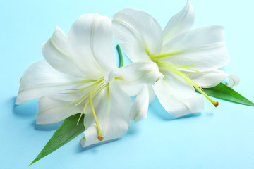 Beautiful white lilies on color background