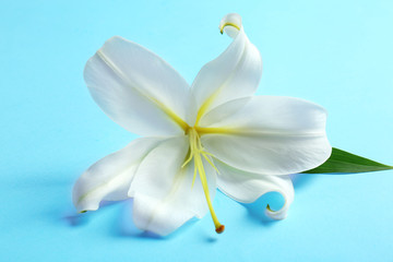 Fototapeta na wymiar Beautiful white lily on color background