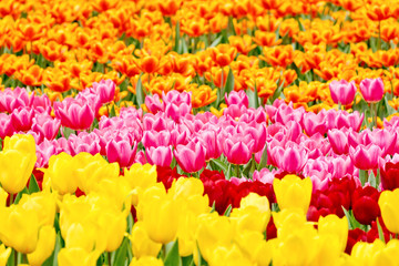 Obraz premium Tulips garden