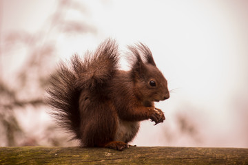 Red Squirrel England