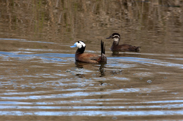White-headed duck. Oxyura leucocephala