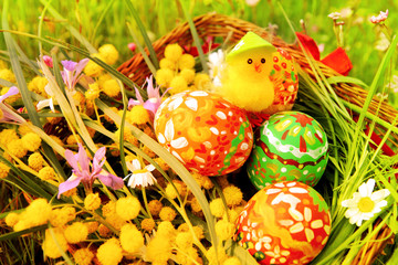 Hand painted colorful Easter eggs, cute little easter chicken, bright yellow mimosa branch and wildflowers in the wicker homemade basket with green meadow in the background.