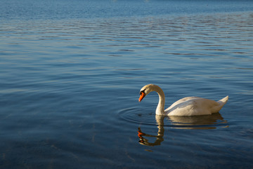 Cygne