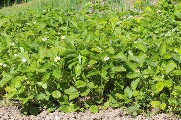 Plants de fraises