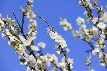 White Peach Blossom - March of Japan -