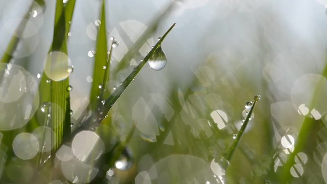 Fresh green spring grass with dew drops closeup.