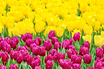 Tulips garden