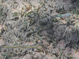 Xiphasia setifer, the hairtail blenny or the snake blenny fish swimming in the tropical sea