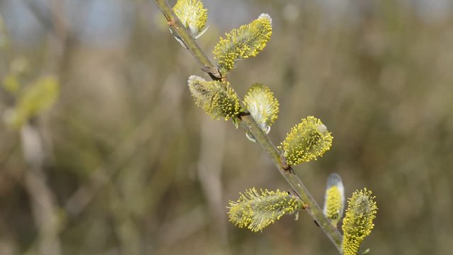 Pussy willow branches (Salix caprea) in early spring. 