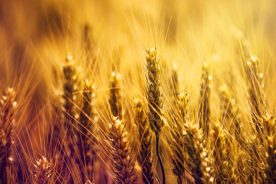 Golden wheat ears in field