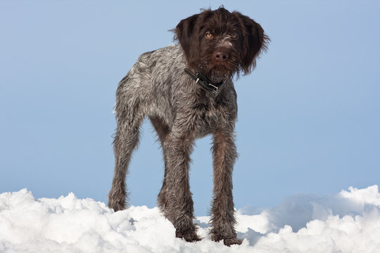 young hunting dog in winter on sky background