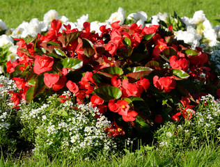 Flowerbed with red and white flowers.