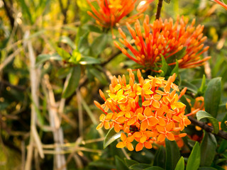 Orange-Yellow Ixora Flowers with leaves
