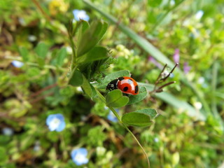 ナナホシテントウとあぶらむし ladybug and aphid