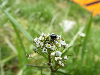 ルリマルノミハムシ leaf beetle