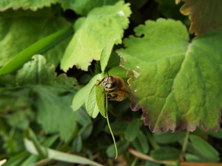ミツバチ honeybee