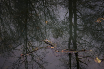 Pond reflection of trees and sticks in the water