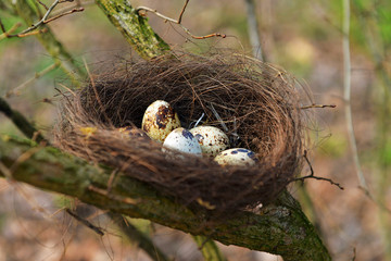 High angle view of Nest with eggs