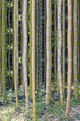 giant forest bamboo