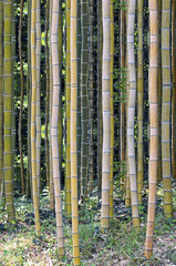 Obraz premium giant forest bamboo