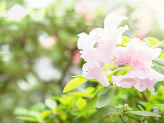 Floral Background with place for your text. Tender flower of rhododendron.