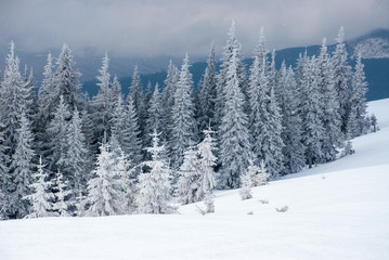 Dramatic wood in mountains after snowfall